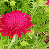 Knautia Macedonica