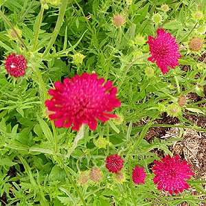 Knautia Macedonica - Macedonian Scabious, Knautia