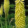 Kniphofia - Primerose Beauty