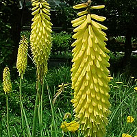 Kniphofia 'Primerose Beauty' - Kniphofia, Red Hot Poker