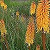 Kniphofia - Shining Sceptre