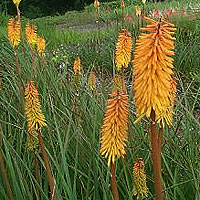 Kniphofia 'Shining Sceptre'