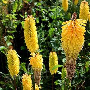 Kniphofia 'Buttercup'