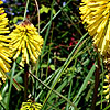 Kniphofia - Dorset Sentry