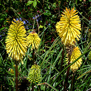 Kniphofia 'Dorset Sentry' - Kniphofia, Red Hot Poker