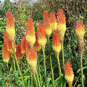 Kniphofia Linearifolia