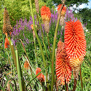 Kniphofia Waria 'Nobilis'