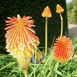 Kniphofia Rooperi