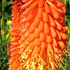 Kniphofia - Royal Standard