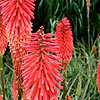 Kniphofia - Threave Hybrids