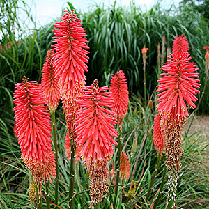 Kniphofia 'Threave Hybrids'