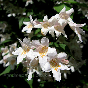Kolwitzia Amabilis - Beauty Bush