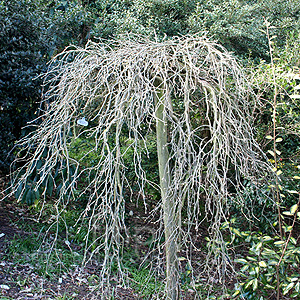 Laburnum Anagyroides 'Pendulum' - Laburnum, Golden Chain