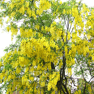 Laburnum X Watereri 'Vossii' - Laburnum