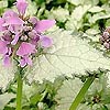 Lamium Maculatum - Pink pewter
