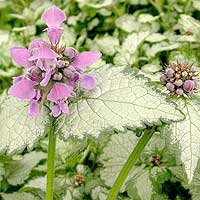 Lamium Maculatum 'Pink pewter' - Dead Nettle