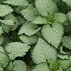 Lamium Maculatum - Beacon Silver