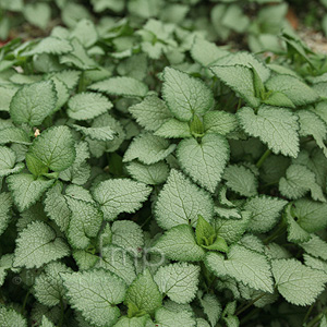 Lamium Maculatum 'Beacon Silver' - Dead Nettle