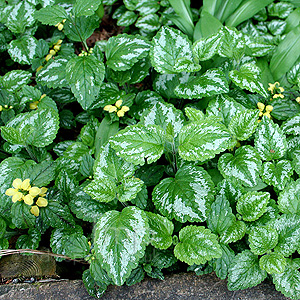 Lamium Galeobdelum