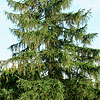 Larix Decidua