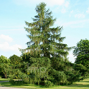 Larix Decidua - European Larch, Larix