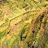 Larix Kaempferi