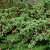 Larix X Marschlinsii