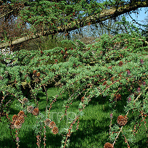 Larix X Marschlinsii - Larch