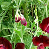 Lathyrus Odoratus - Beaujolais