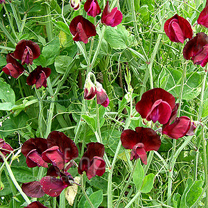 Lathyrus Odoratus 'Beaujolais' - Sweet Pea, Lathyrus