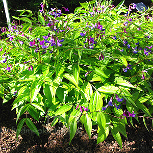 Lathyrus Vernus - Herbaceous Sweet Pea, Lathyrus