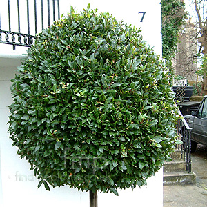 Laurus Nobilis - Bay Tree