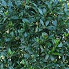 Laurus Nobilis - Angustifolia