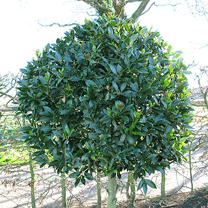 Laurus Nobilis 'Angustifolia' - Willow Leaf Bay