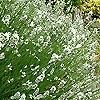 Lavandula Angustifolia - Alba