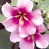 Lavatera Maritima - Bicolor