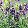 Lavandula Angustifolia - Hidcote