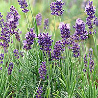Lavandula Angustifolia 'Hidcote' - Lavender, Lavandula