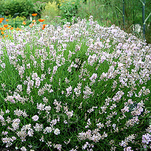 Lavandula Angustifolia 'Clarmo' - Lavender