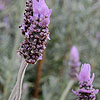 Lavandula Dentata - Candicans