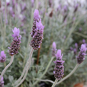 Lavandula Dentata 'Candicans' - Gray Leaved French Lavender