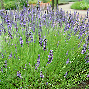 Lavandula Intermedia 'Grosso' - Lavender