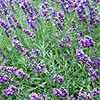 Lavandula Angustifolia - Imperial Gem