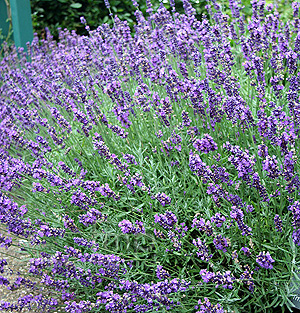 Lavandula Angustifolia 'Imperial Gem' - Lavender