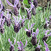 Lavandula Stoaechas - Marshwood