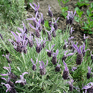 Lavandula Stoaechas 'Marshwood' - French Lavender