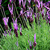 Lavandula Pedunculata