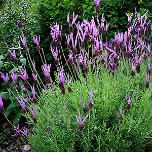 Lavandula Pedunculata - Lavender