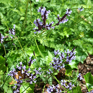 Lavandula Canariensis - Lavender
