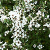 Leptospermum Scoparium - Alfred Coates